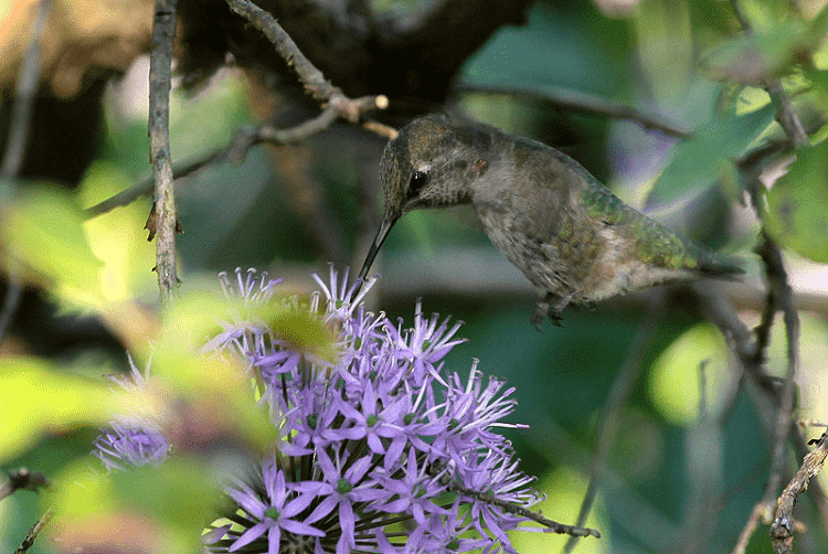 Anna’s Hummingbird