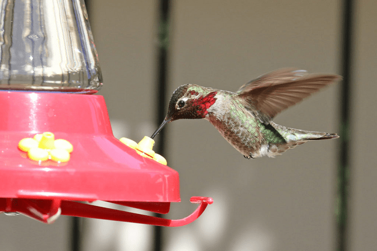 Anna’s Hummingbird