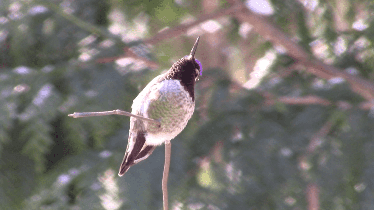 Anna’s Hummingbird