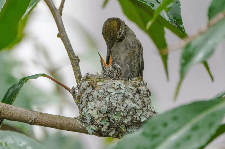 Anna’s Hummingbird Breeding