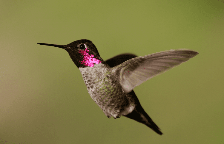 Anna’s Hummingbird