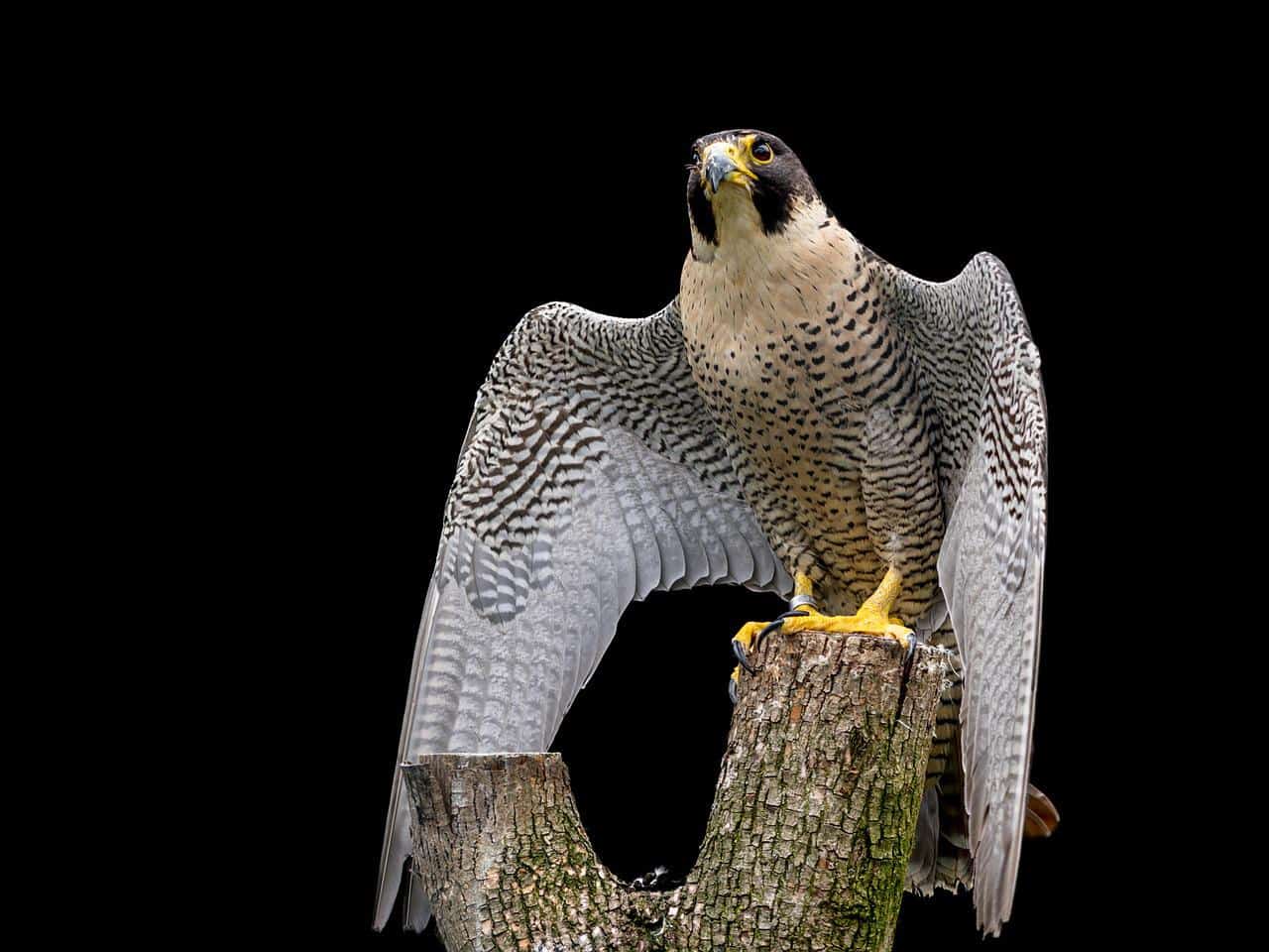 Peregrine Falcon Guide (Falco peregrinus) - Birding Insider