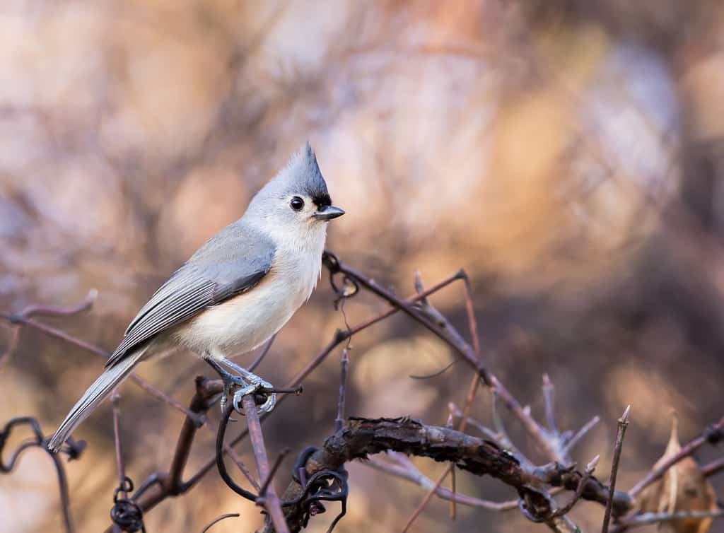 Texas Birds Guide - Birding Insider