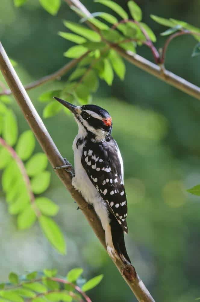 Hairy Woodpecker Guide Dryobates Villosus Birding Insider 9736