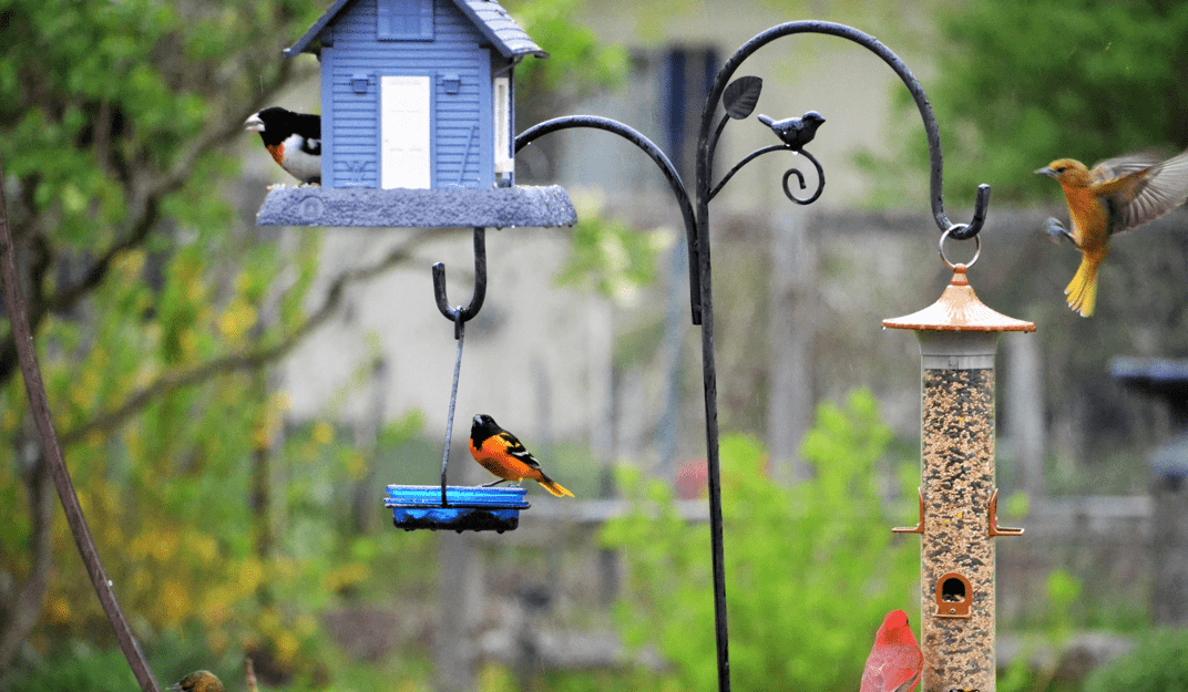 The Benefits of Bird Feeding