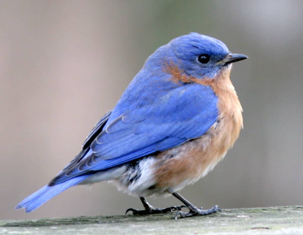 EASTERN BLUEBIRD  The Texas Breeding Bird Atlas