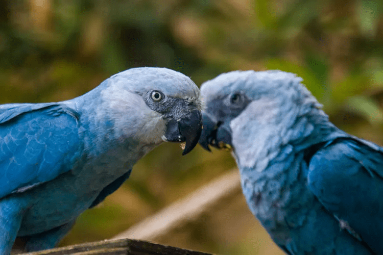 Spix’s Macaw Guide (Cyanopsitta spixii) Birding Insider