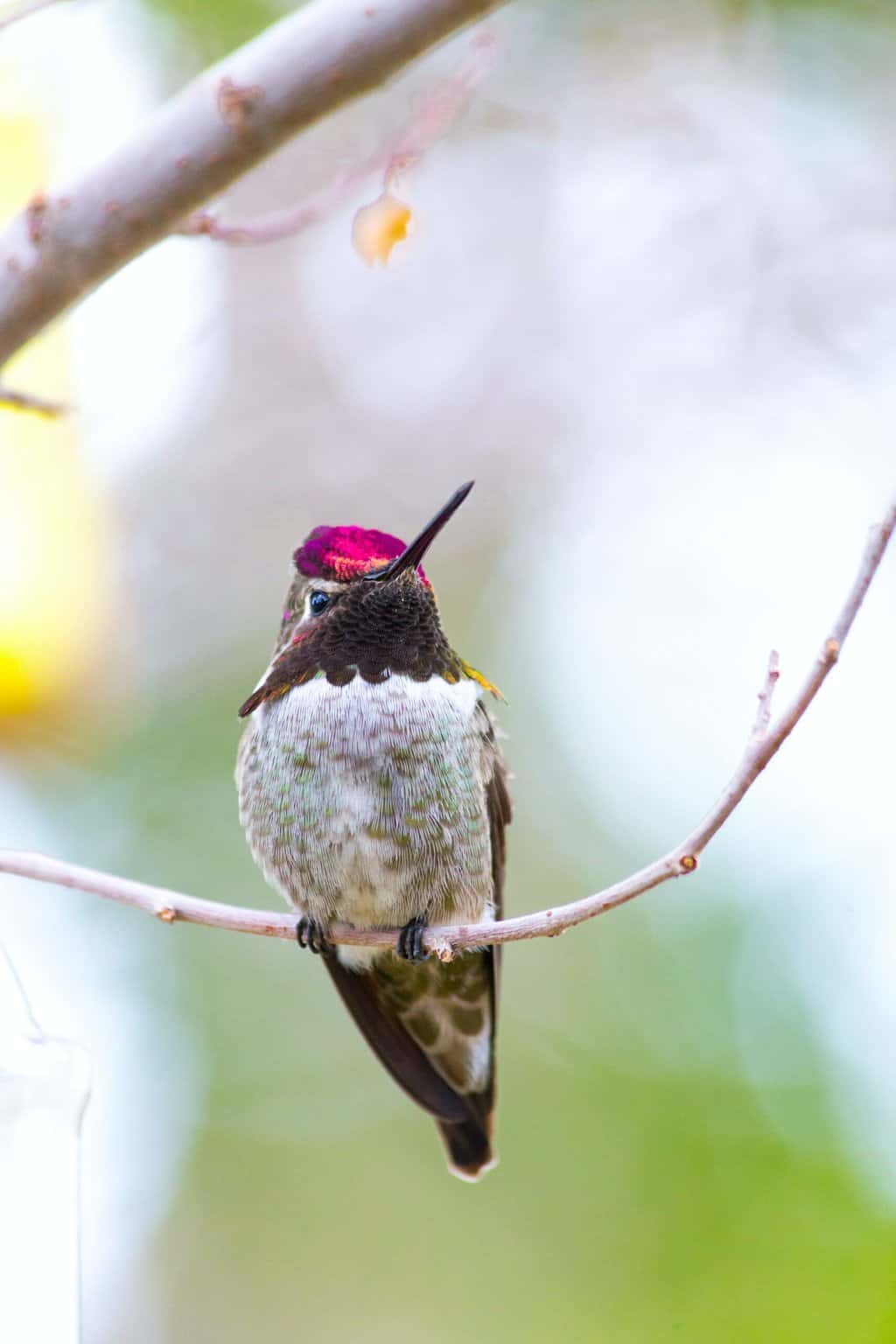 Anna’s Hummingbird