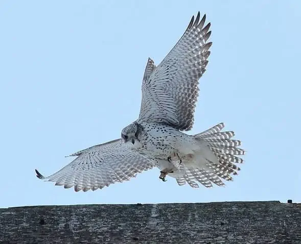 Gyrfalcon Guide (Falco rusticolus) - Birding Insider