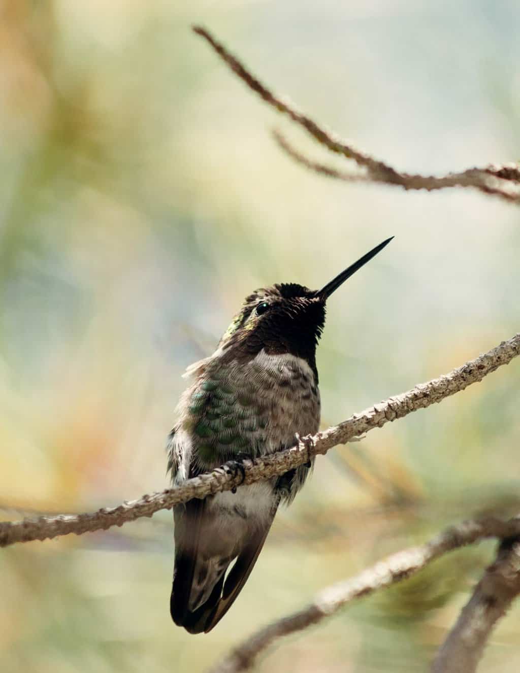 Black-Chinned Hummingbird