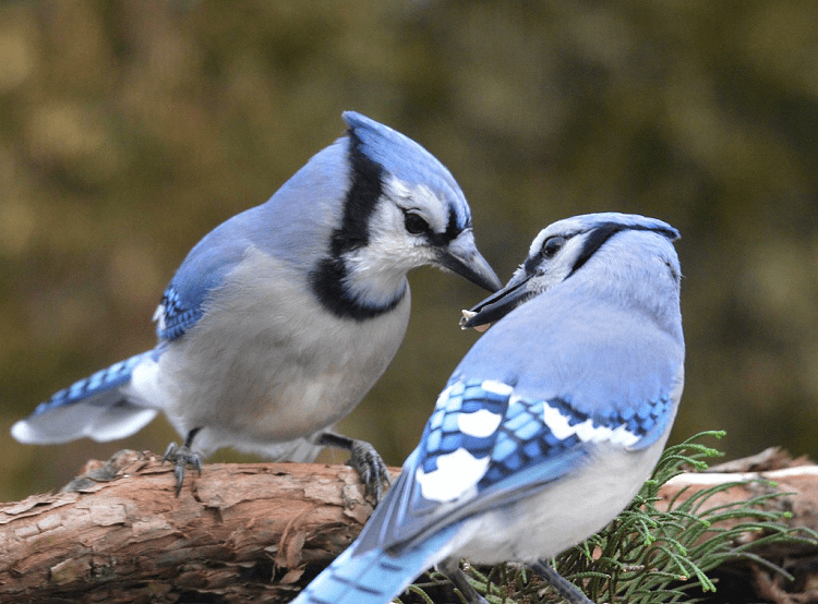 21 Common Birds of North Carolina - Birding Insider