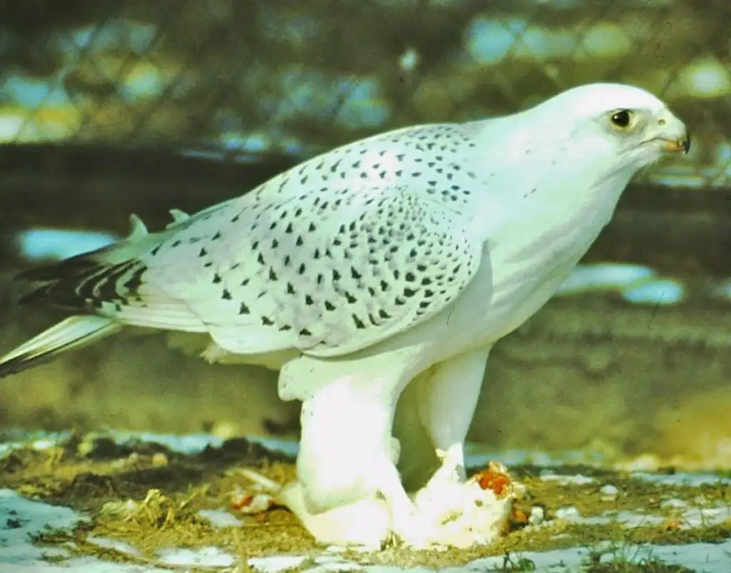 white gyrfalcon wallpaper