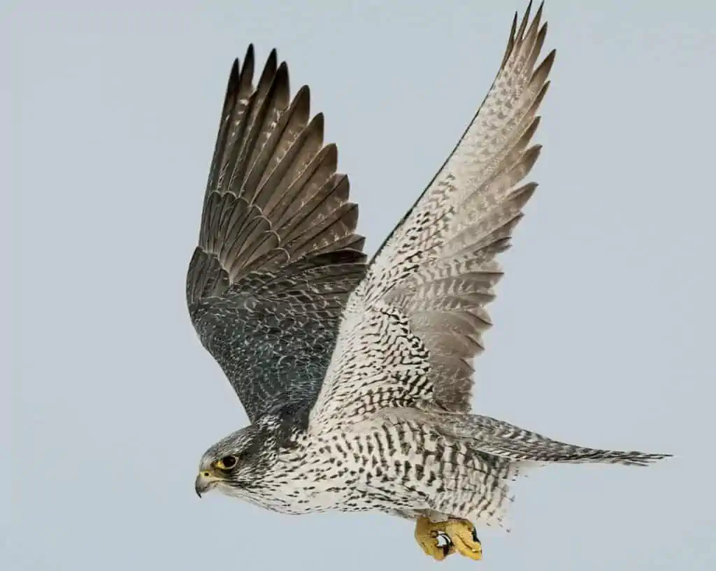 Gyrfalcon Grey White