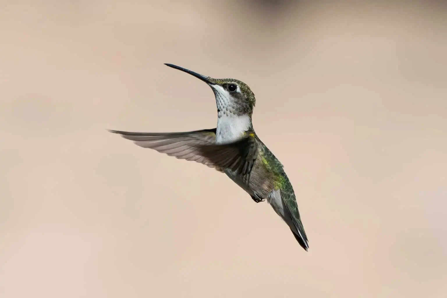 Hummingbird Migration Strategy