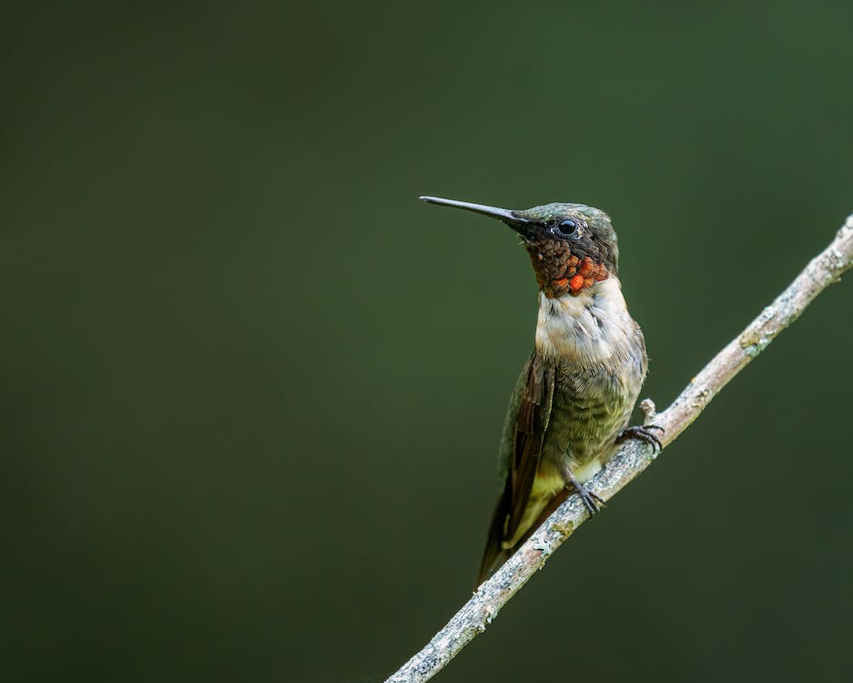 Hummingbird Migration Triggers