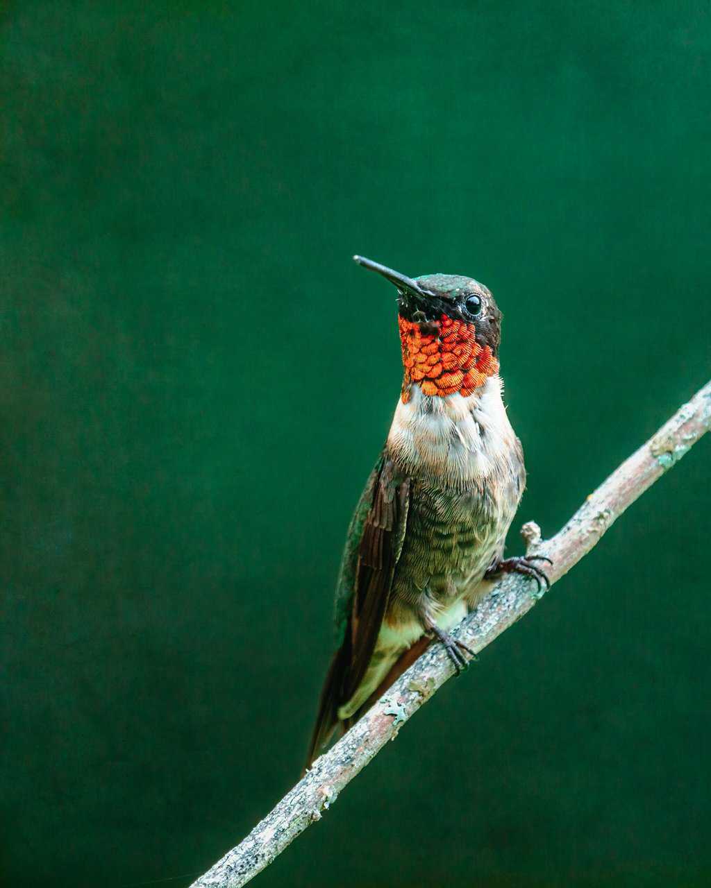 Ruby-Throated Hummingbird