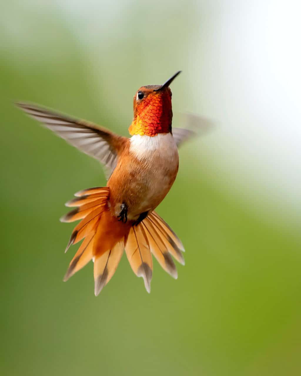 Rufous Hummingbird