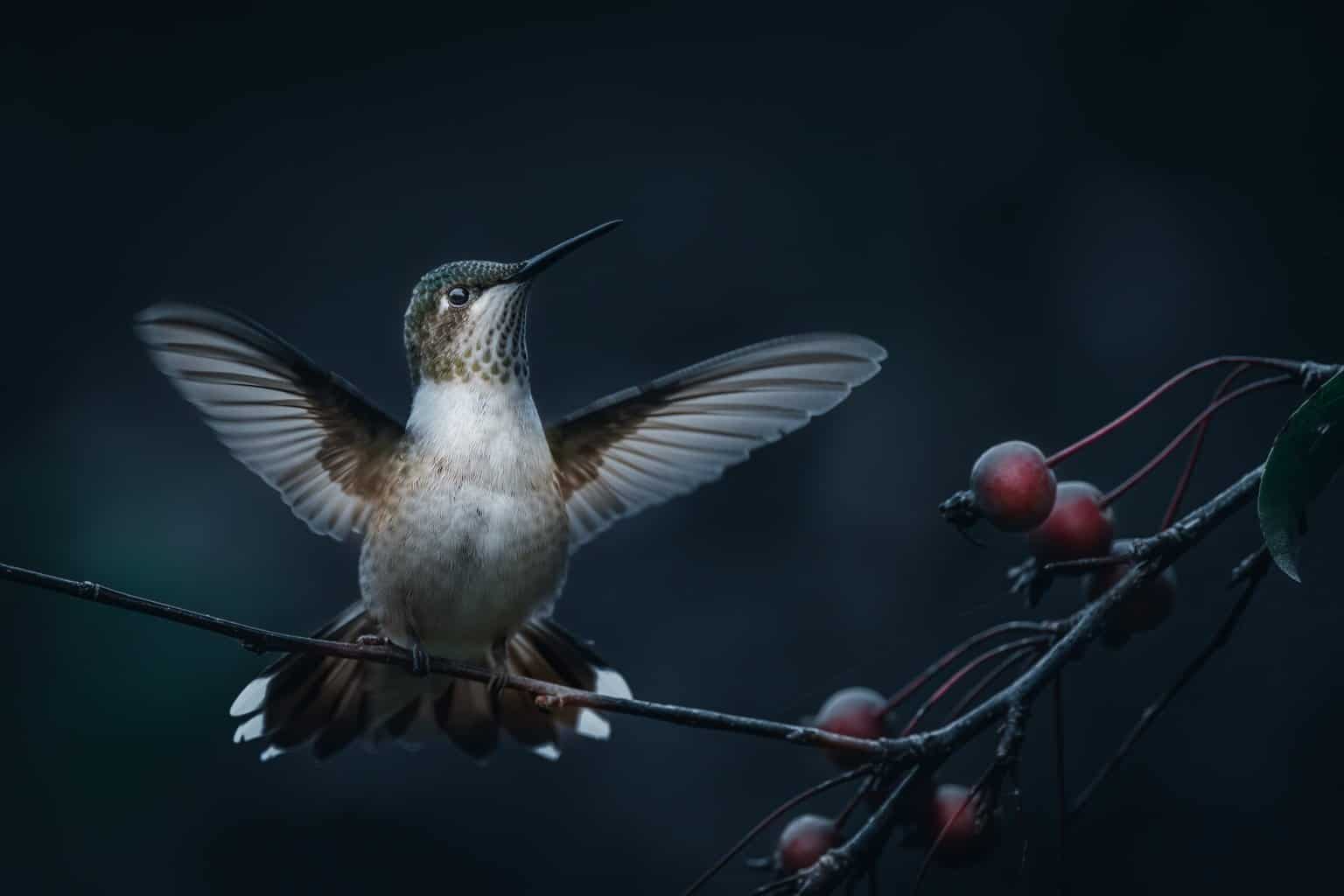 Seasonal Migration Patterns of Hummingbird