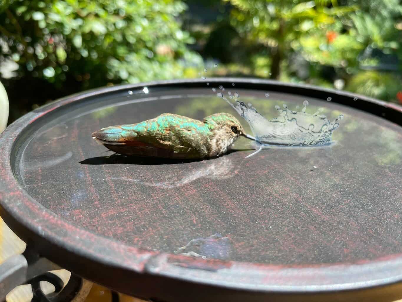 Best Heated Bird Bath Guide Keep Your Feathered Friends Hydrated Year