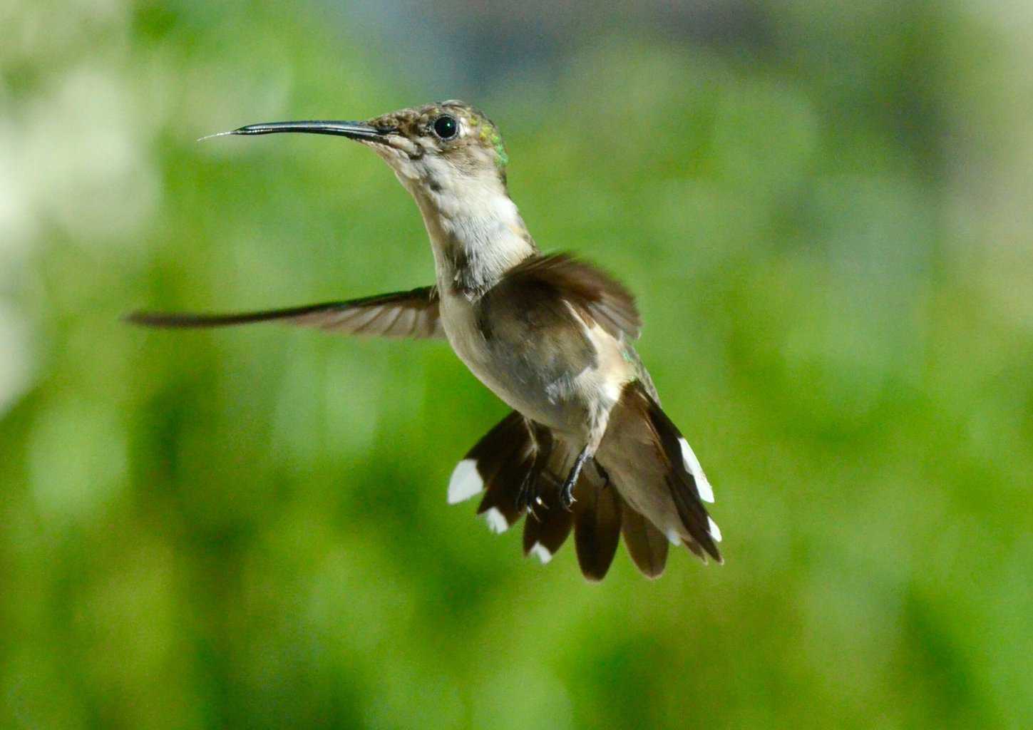 hummingbird tailwind