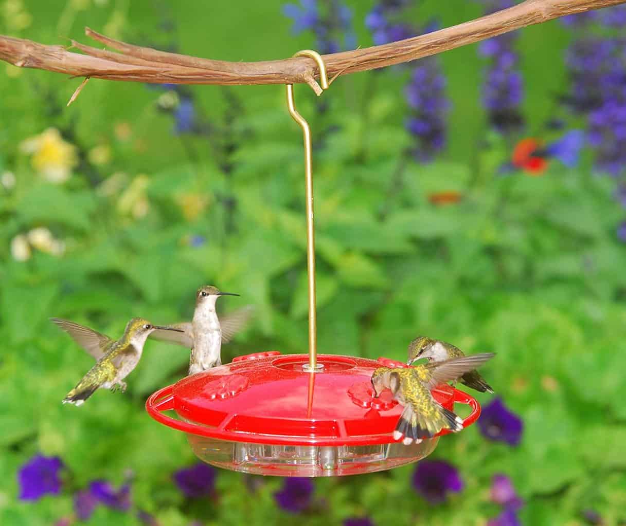 How To Keep Ants Out Of Hummingbird Feeder Birding Insider   71rDPQsCJBL. AC SL1500  