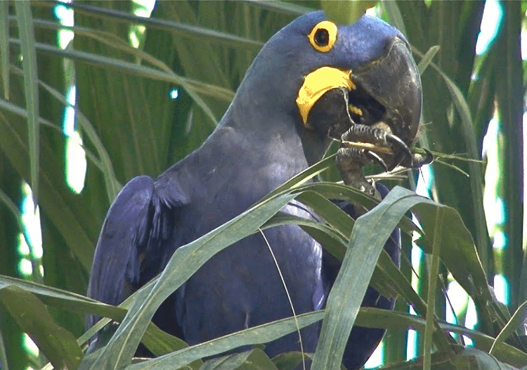 Blue Macaw Guide: Beautiful Blue Bird on the Brink of Extinction ...