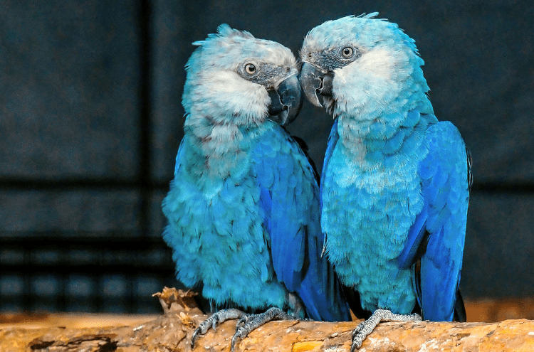 Blue parrots deals