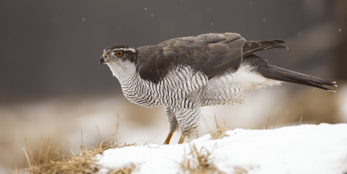 Northern Goshawk