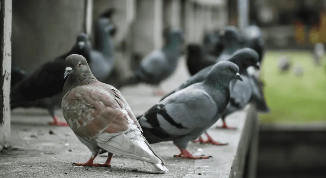 Pigeons