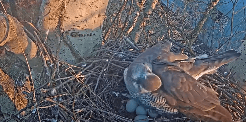 Northern Goshawk Eggs