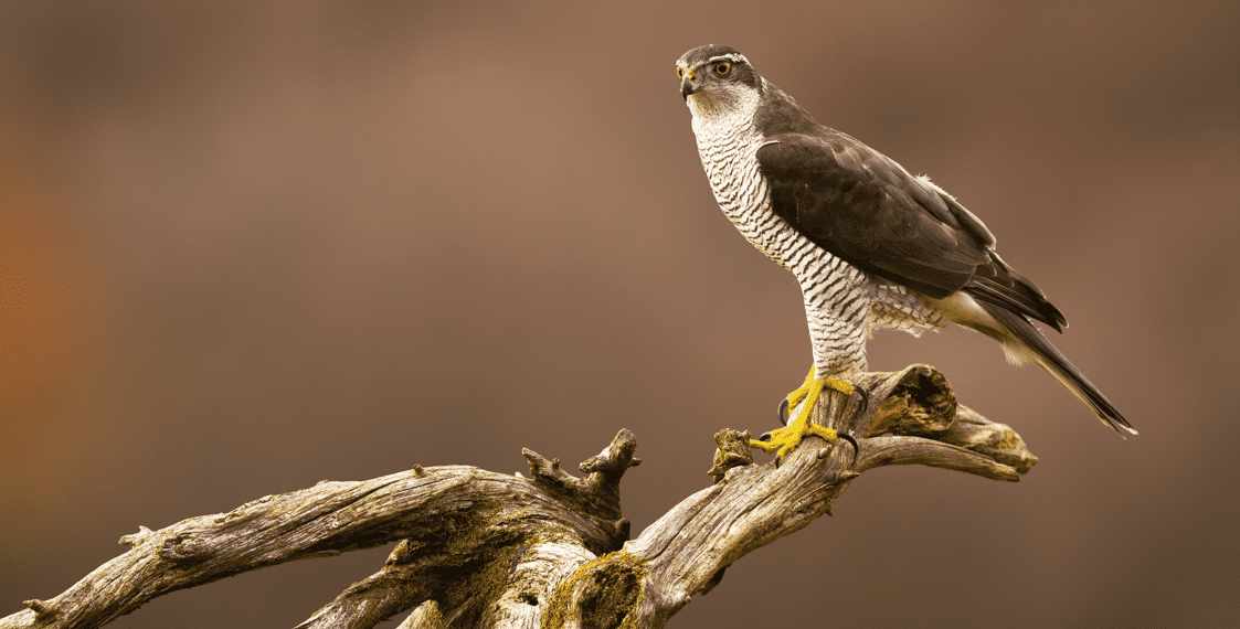 Northern Goshawk