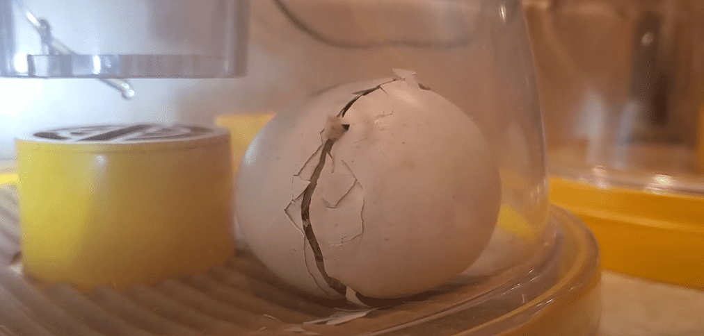 Harris's Hawk Eggs