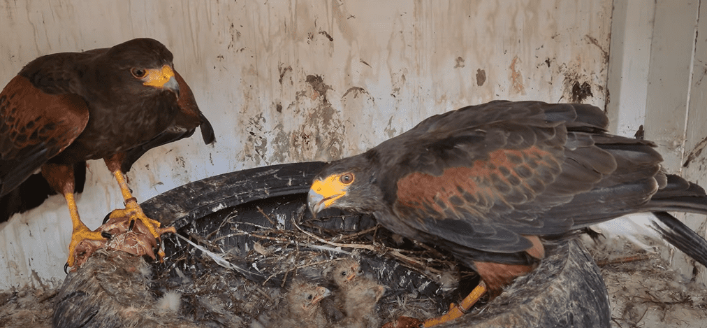 Harris's Hawk Breeding