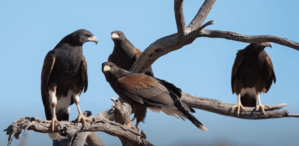 Harris's Hawk Huntting