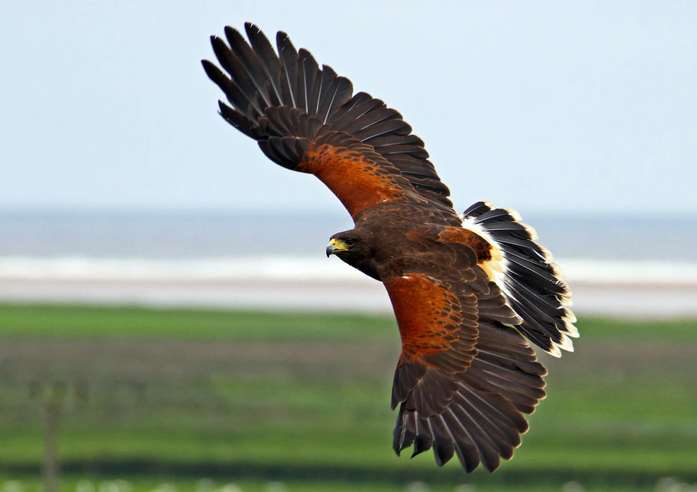 How to Identify A Harris's Hawk