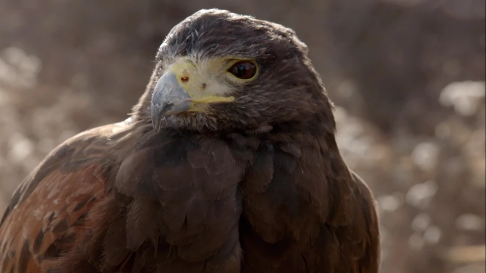 Harris's Hawk