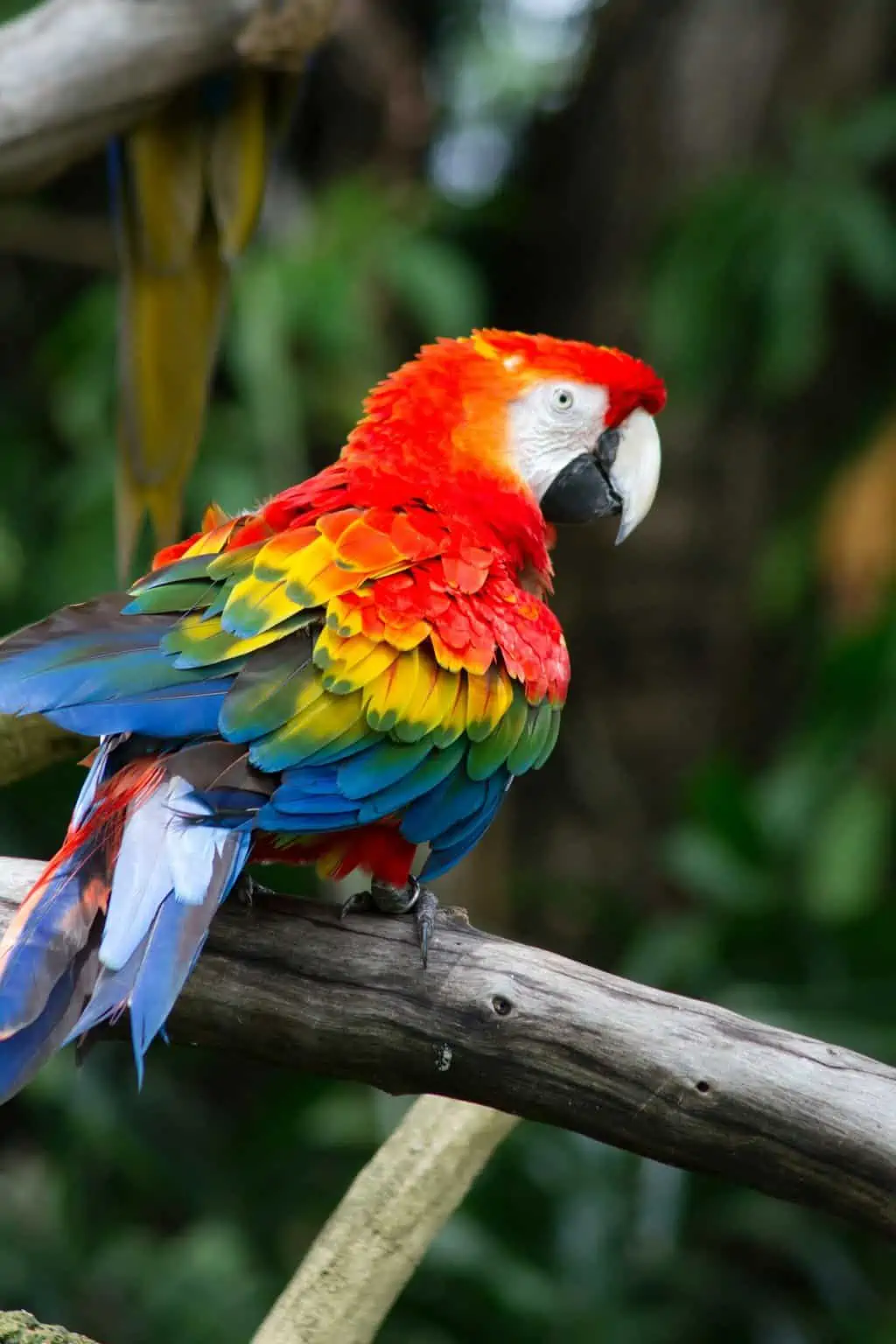 Types of Macaws Guide - Birding Insider