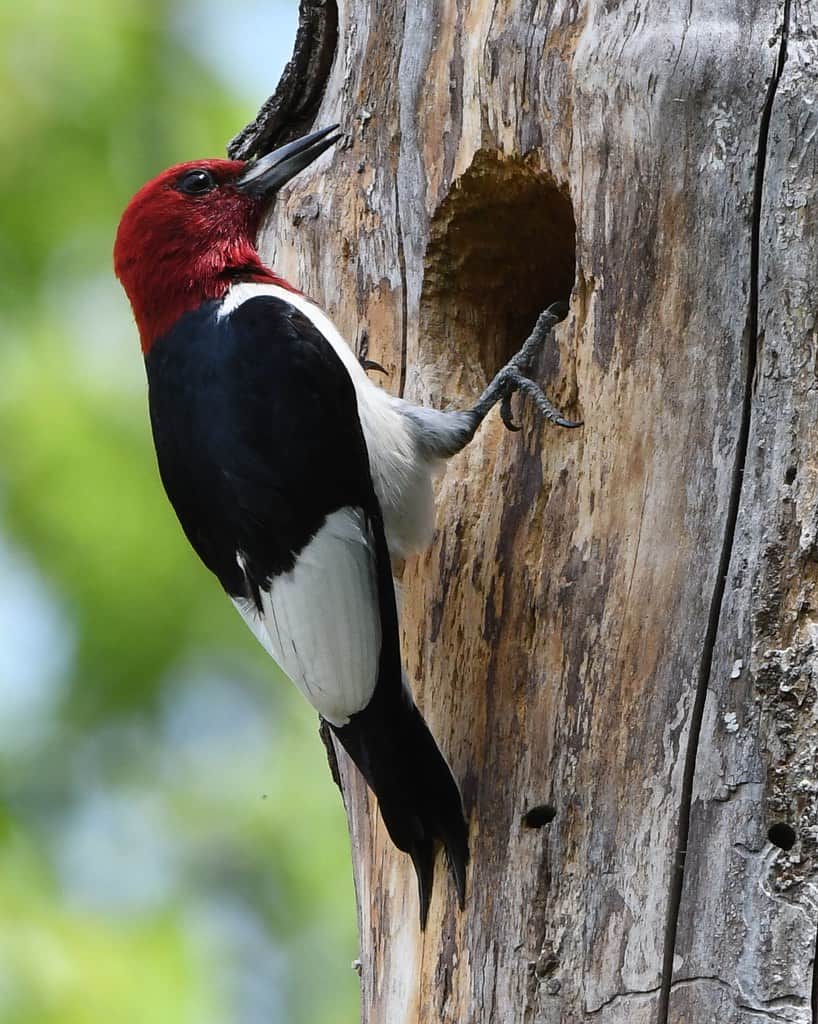 Red Headed Woodpecker Guide Melanerpes Erythrocephalus Birding Insider 