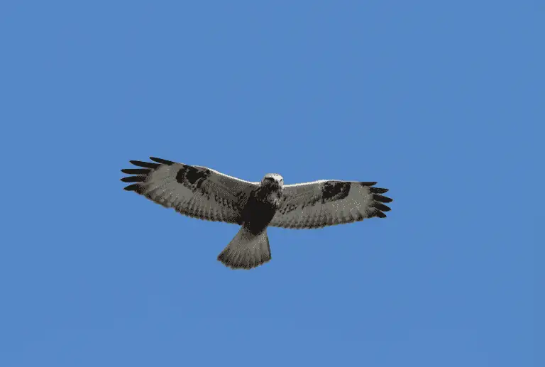 Geide Hawk Rough Legged Hawk Guide (Buteo lagopus) - Birding Insider