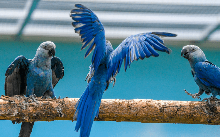 Blue Macaws In Rio