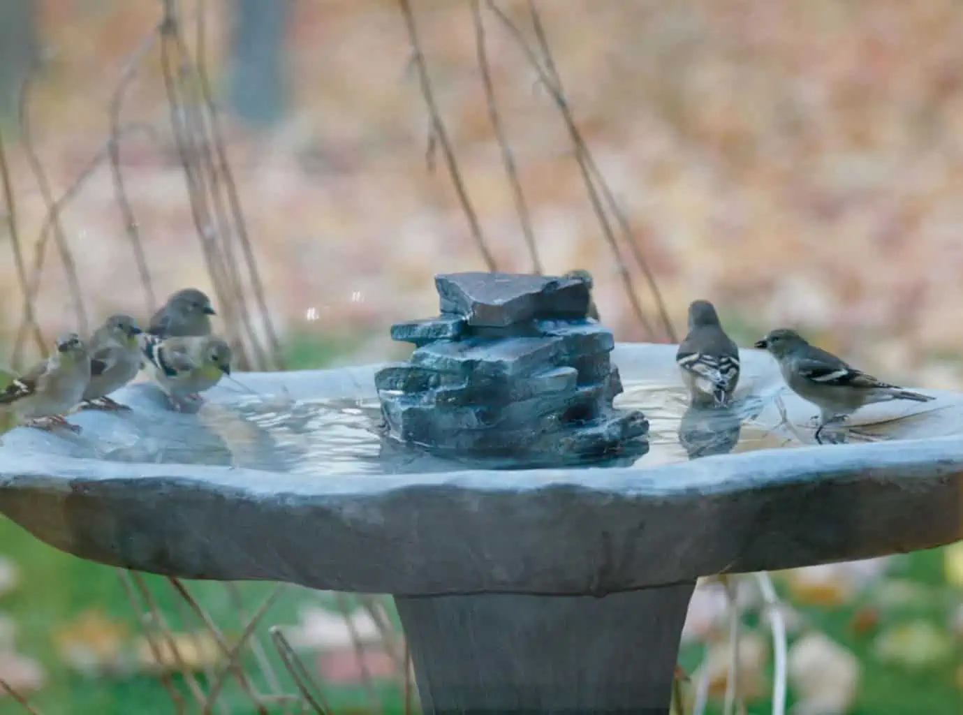 Lily Pad Hummingbird Bath Cascading Fountain