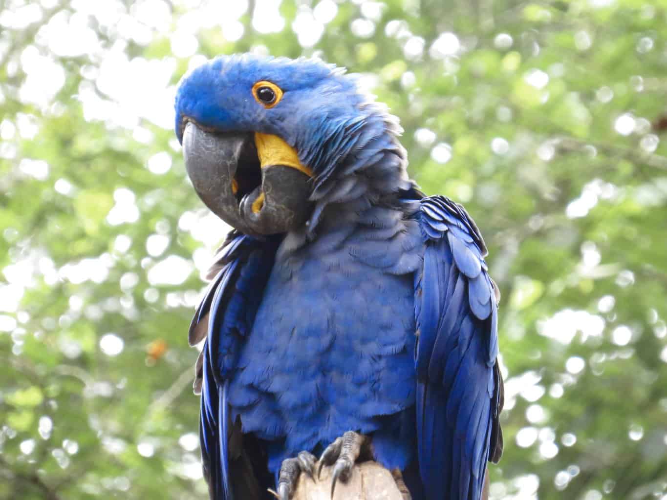 hyacinth macaw eggs