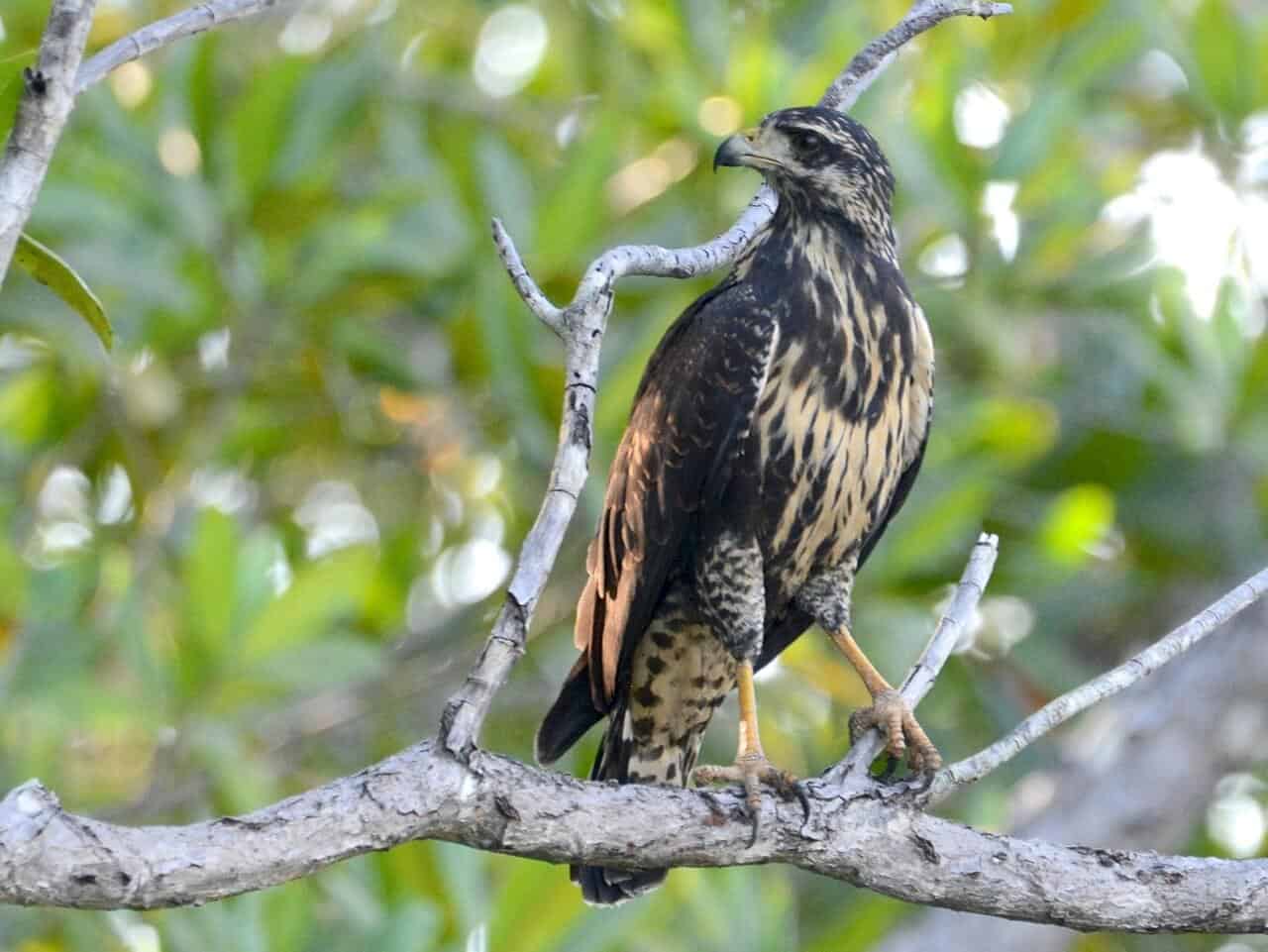 Common Black Hawk Guide (Buteogallus anthracinus) - Birding Insider