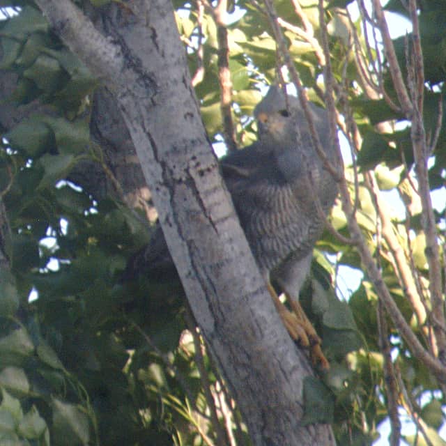 Gray Hawk Population