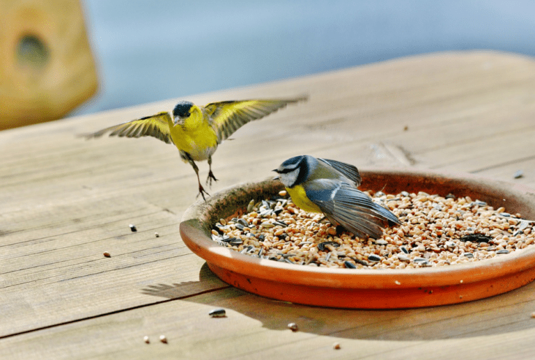 How to Find the Best Wild Bird Seed That Attracts Colorful Birds to