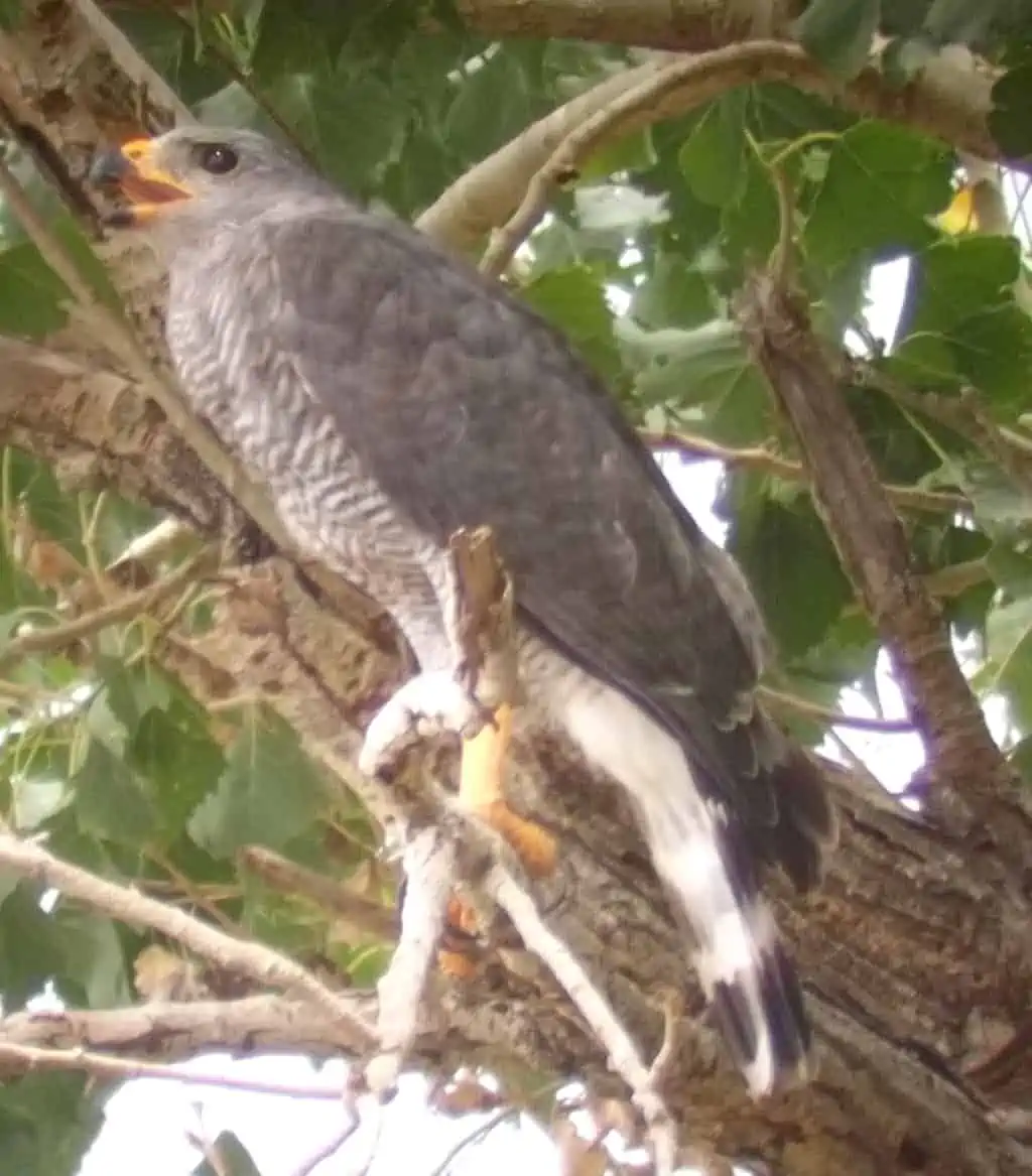 How to Identify A Gray Hawk