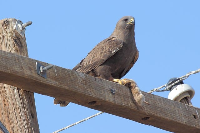 Swainson's Hawk eating