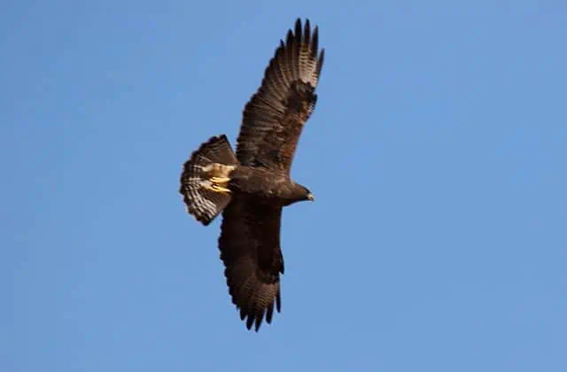 Swainson's Hawk flying