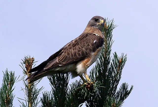 Swainson's Hawk habitat