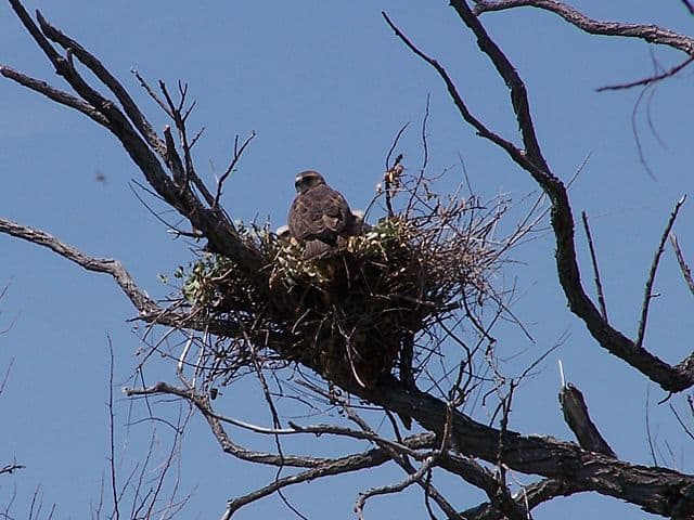 Swainson's Hawk nest